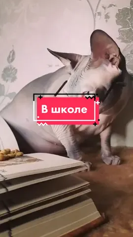 Школа для котов