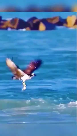 How many fish?😳😆🤔#CapCut #fypシ #fish #animals #sea #bird #foryou