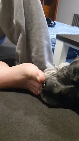 delicious foot. #dog #dogeating #amstaff #gross #doglickingfoot