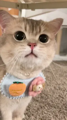Cash the speaker📢#catsoftiktok #cutecat #cat