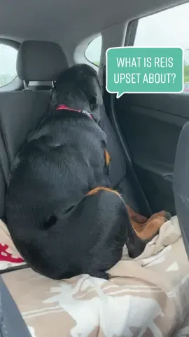 He’s never gonna forget this 😭. #rottiemom #rottweilersontiktok #fye #rottielovers #rottweiler #rottielife #rottiesoftiktok #bestdog