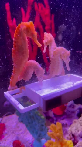 Feeding time for the seahorses #seahorse #seahorses #seahorsetank #aquarium #hobby #Love  #underthesea #saltwatertank #saltwateraquarium #adorable