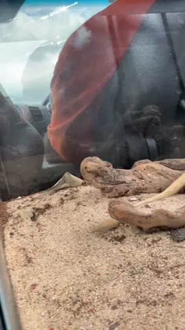 Got this cutie free on Craigslist. Been eyeing them for a while and jumped on this guy who need a new home #beardeddragon #toothless @johnwilliams827