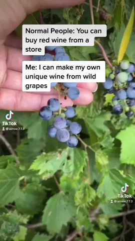#lifeisgooddance #DenimYourWay #foragetok #LearnOnTikTok #foragingtiktok #foragersoftiktok #blackforager #winemaking #wine #forager #foraging #cooking