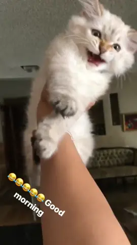 She’s not just a cat. She’s my baby 🥺💗  #fypシ #fypage #catslovers #catsoftiktok