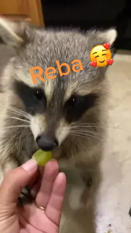 Reba’s sweet face 😍 #fypシ #raccoonsoftiktok #pet #loveher #raccoon #petlover #animals #pets #Foodie #foryou