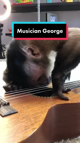 First the harmonica, then the ukulele 🐒 George would have been a rock star! 🐵 #inmemoryofgeorge #drafts