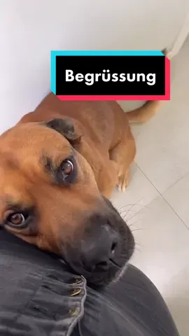 Begrüßung mit chabbs ❤️ IG: El.Chabbo #hund #hunde #begrüßung #aufregung #freude