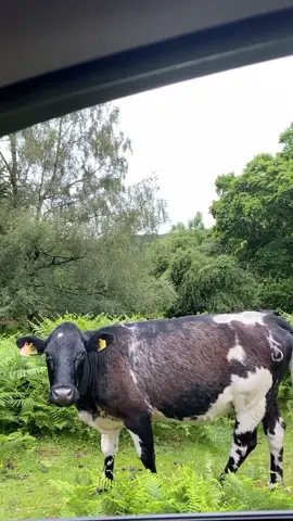 When I doubt, ask the cow 🐄 #funnyvideos #fyp #fypシ