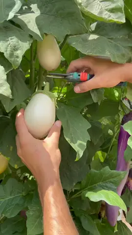 Harvesting nutrient-dense veggies from our aeroponic Tower Farm! Vertical farming tomatoes, eggplants, peppers, leafy greens, and flowers grown on a Tower Garden! 🍅🍆🌶🌺🍓🌱Tower Garden is very versatile and allows you to grow 100s of different crops including leafy greens, herbs, fruiting crops, fruit, and flowers!#TowerGarden #TowerFarms #UrbanFarming #VerticalFarming #FarmToTable #Aeroponics #Hydroponics #GrowYourOwn #VerticalAgriculture #HealthyLiving #VegetableGarden #KnowYourFarmer