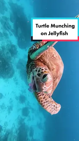 A day's catch via @Jacinta | Ocean Videography 🐢 How adorable is this turtle munching on jellyfish? 📍 Southern Great Barrier Reef