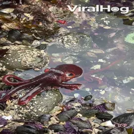 This scuttling octopus shows off its camouflaging skills! 🐙🌊🔍 #viralhog#octopus #camoflauge#adorable#washington