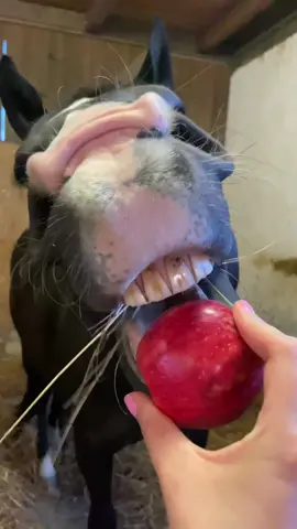 Apple time 🧃 #equestrianlife #horsesoftiktok #asmr #asmrvideo #horseasmr #eatingasmr