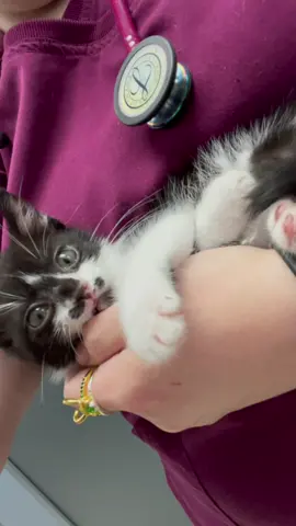 Answering some of your cuterebra questions and a little update! 🐛💗 #vetmed #cuterebra #warble #botfly #happykitty #instantrelief