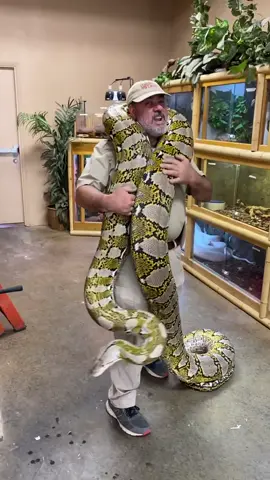 Retics gets giant 😱 such amazing animals 🐍 #snake #python #LearnOnTikTok