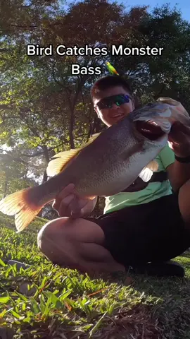 #bird #parrot #lure #bass #bassfishing #largemouthbass #fisherman #castawayrods #takeoverseason #fy #foryoupage #fypシ