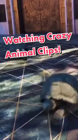 Watching CRAZY ANIMAL clips…