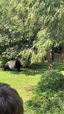 Case of the Mondays #fyp #foryoupage #foryou #panda #smithsonianzoo #thebaby  #AEJeansHaveFun  #animals #animals #motivationmonday