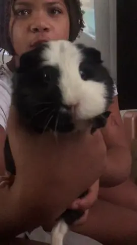 Half the time she looks like a puppet 🤣😭😂😂😂 #guineatiktok #guineapigsoftiktok #guineapig #piggie #imapotato #furrypotato