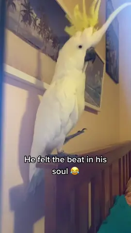 Got more rhythm than a lot of people I know 😭 | 🎥 @Emily Surenyan | #ladbible #fyp #foryou #parrot #bird #music