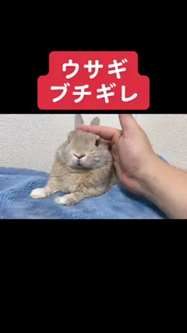 #うさぎ #rabbit #animals #animal #ブチギレ #ブチギレあるある #ガチギレ  #ペット #pet #かわいい