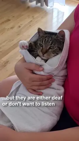 #catsoftiktok #kitty #notababy #help #foryoupage #fypシ