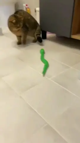 Happy moment.🥳#funny #happy #cat #catsoftiktok #catlover #pet #animals #foryou #fypシ