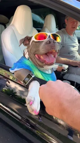 what a hot dog @watchdogluna