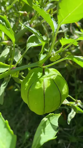 Tempted to ask if I could have a couple for some salad dressing 🤤 I hope it’s what I think it is #tomatillo #garden