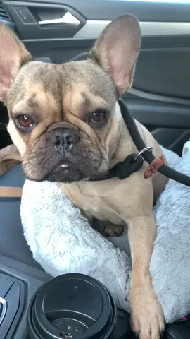 Come on mom 🍗 #telltheladyiwantthenuggets #frenchiesoftiktok #dogsofttiktok #fypシ #fyp