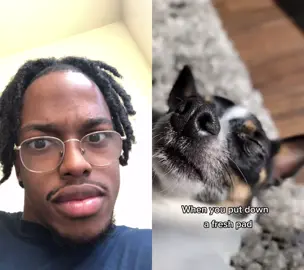 #duet with @ddcs_09 Did your dog agree to this lol #foryou #foryoupage #xyzbca