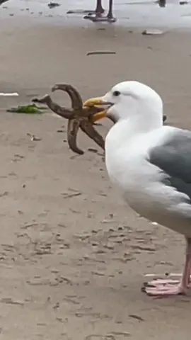 Saving The Cast From Spongebob 🧽 #spongebob #animals #nature #animalrescue #fypシ