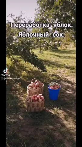 #рецепт#здоровье#яблоки#сок#вкусняшка#заготовкиназиму#садогород#соковыжималка#лучшее#еда#лайфхак#врек#топ#рекомендации#иммунитет#корона#2021#фокино#деревня#любовь