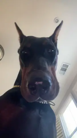 No friends for this challenge so the pets will do😤 #fyp #fy #foryourpage #doberman #ThatCloseMessenger #foryou #fypシ