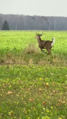 October 1st can’t come fast enough #deer #hunting #ThatCloseMessenger  #country