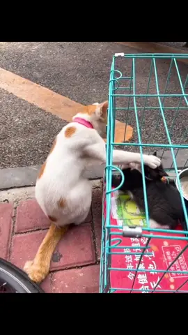 #cat #catsoftiktok