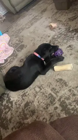 My baby didn’t care to much when ball is luge #blacklabsmatter #squeeker #ftp #bailey #merica #fyp #fypシ #foryou #doglover 🇺🇸🇺🇸🇺🇸🇺🇸🐕‍🦺
