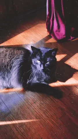 spooky cats unite 🍂🌙 #autumn #autumnaesthetic🍁🍂 #catsoftiktok #fyp