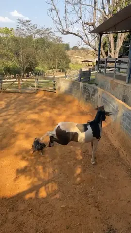 #mangalargamarchador #poeiroesdovale #tiktok #haras