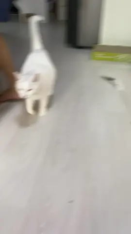 무릎냥이가 무릎에 앉는 과정 #고양이 #cat #cute #추천 #추천떠라 #무릎냥