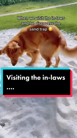i feel like this audio was made for him 💩 #dontworry #mischeviousdog #cantlookawayforaminute #sandtrap #inlaws #worstbehavior #lol