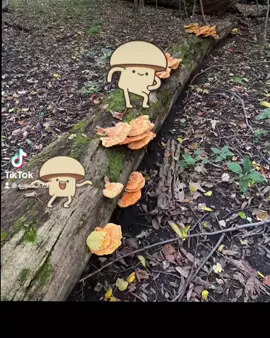 #ThatCloseMessenger #LearnOnTikTok #forage #foraging #wildfood #foragersoftiktok #foragetok #forager #foraging #wildfood #foragersoftiktok