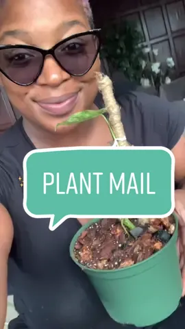 What’s your guys wishlist plants? 🌱#plantmailday #variegatedburlemarx #repot #rootrotsurvival #savingplants #plantmomma #PlantTok #growingplants