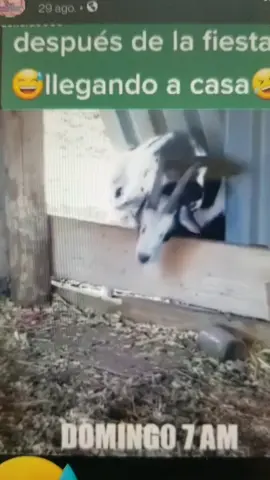 Me borachare por tu culpa