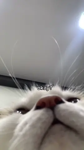 yuki wants you to keep going 💛 #fyp #4u #positivity #SelfCare #catlover #meow