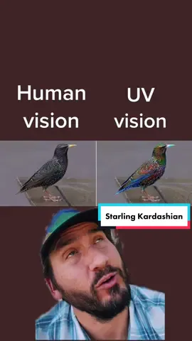 Starling Kardashian #ultraviolet #starling #bird #vision #beauty