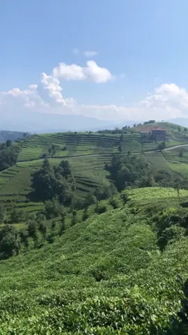 İşte benim köyüm #trabzonof #trabzon #serinceköyü #çaytarlası #çaybahçesi #köylükızı #köyhayatı