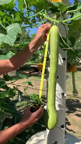 Vertical farming using aeroponic Tower Gardens. 🌱 Save up to 95% water consumption & space usage compared to crops grown in the soil. 🌿#TowerGarden #Hydroponics #VerticalFarming #GrowYourOwn #VegetableGarden #Aeroponics #TowerFarms #FarmToTable #GreenThumb #UrbanFarming #FarmLife #Vegetables #S#SustainabilityLocavore #BeyondOrganic #Agrotonomy