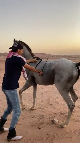 ماشاءالله تببارك الله 😍♥️♥️:                                            #اكسبلور #تبوك #حقل #خيل #خيول #ماشاءالله
