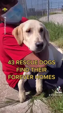 43 dogs found their forever homes today ❤️ (@Danielle Pitushka) #rescuedogs #adoptdontshop #dogsoftiktok #ThenNowForever #fyp #foryou